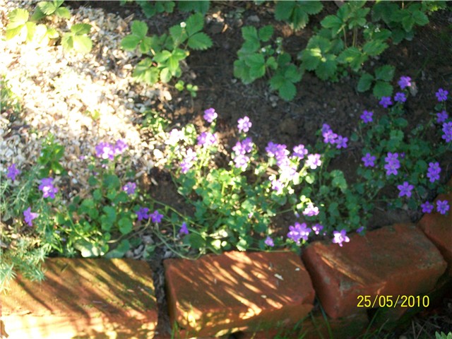 zvončić - lat. campanula